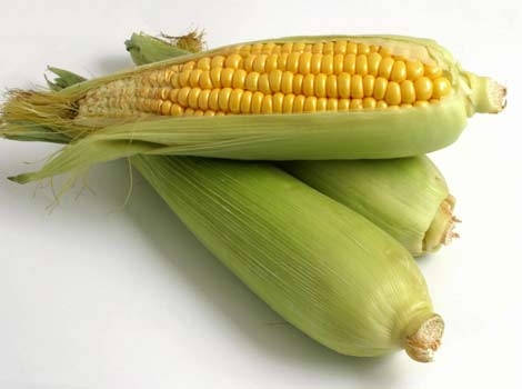 [corn.jpg]