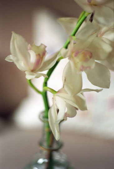 [orchideen.jpg]