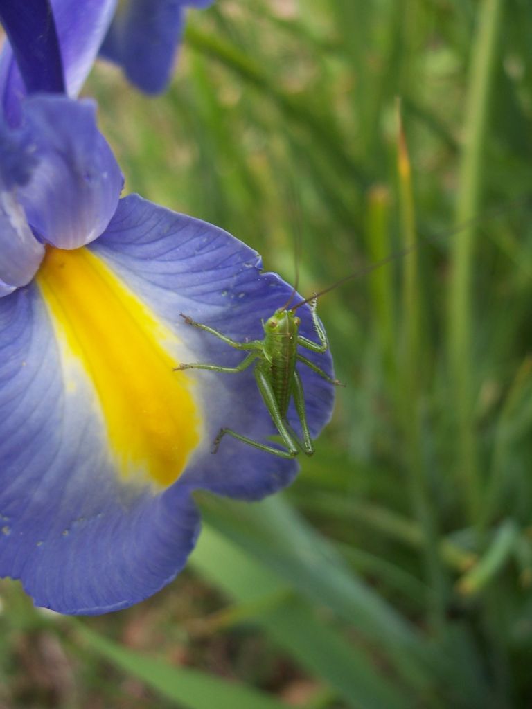 [100_0082-sauterelle-iris.jpg]