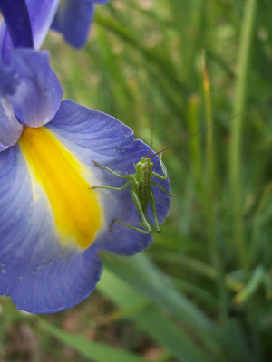 Sauterelle sur Iris de Hollande