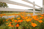 [tn_400_rf_poppies_048_sfbayimages.jpg]