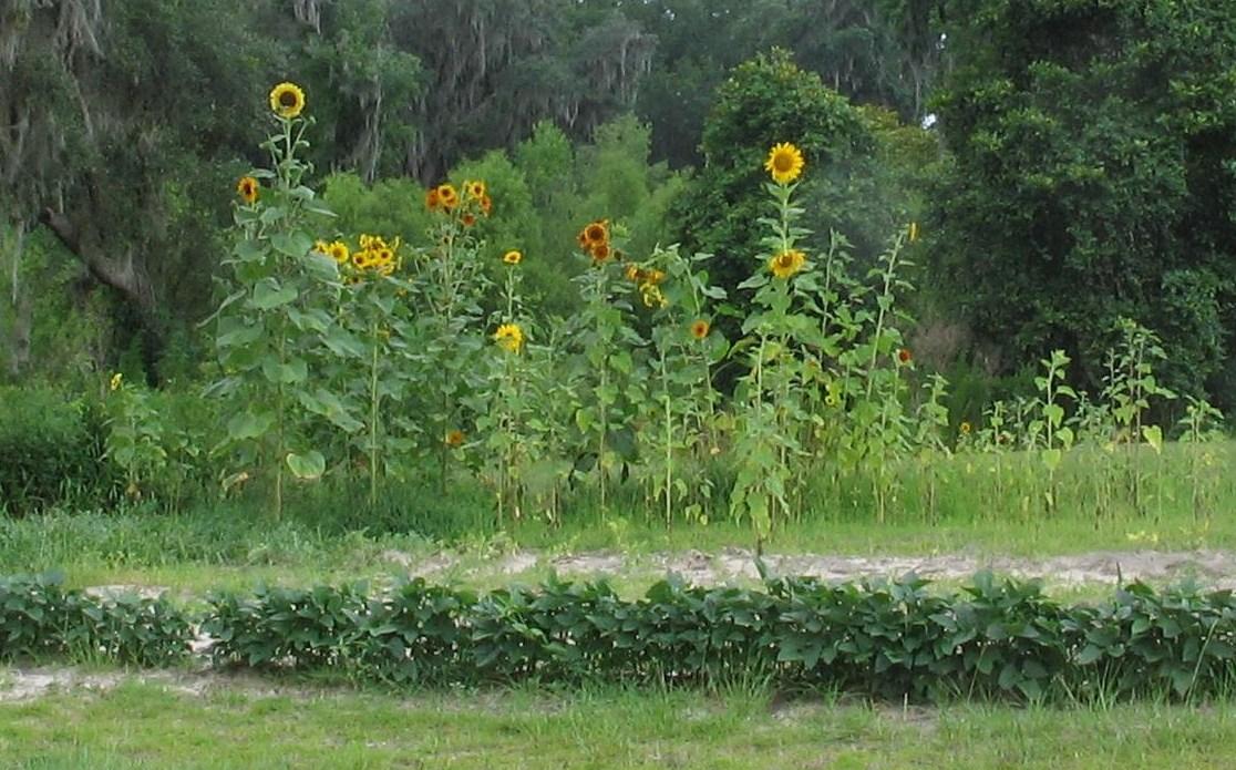 [sunflowerscrop.jpg]