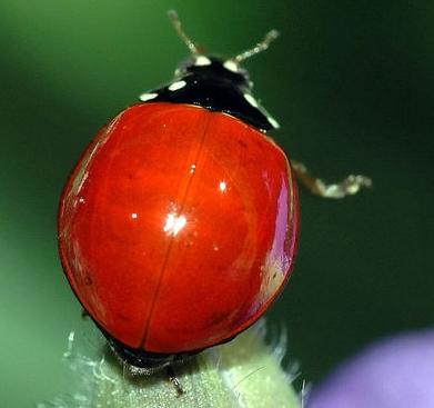 [ladybug.JPG]