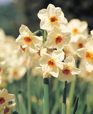 [Geranium+Daffodil.jpg]