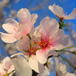 [blossom_closeup.jpg]