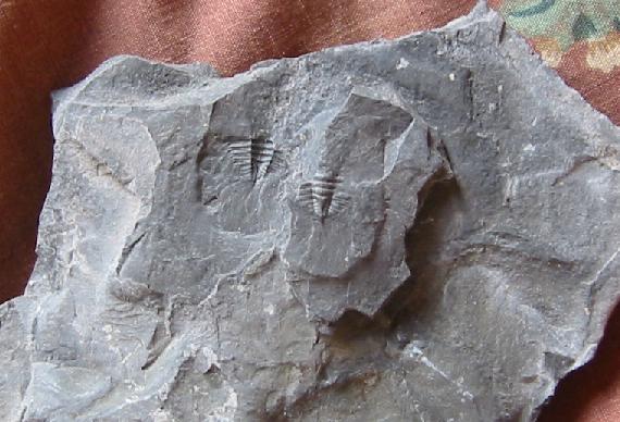 [fosiles.JPG]