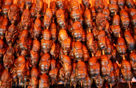 [070522-cicadas-eat_big.jpg]