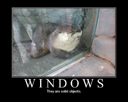 [windows1.jpg]