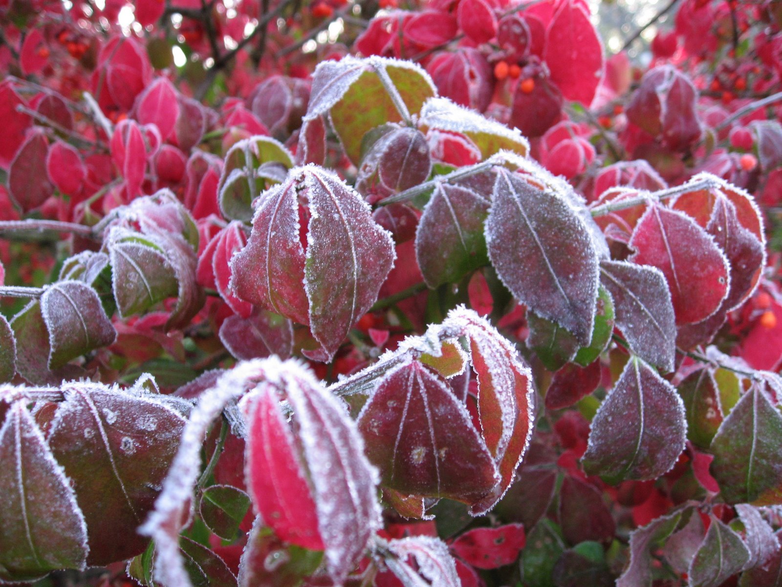 [red+leaves+frozen.jpg]
