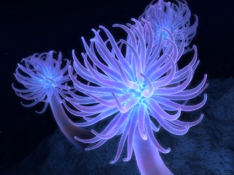 [jellyfish.jpg]