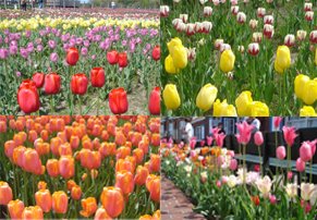 [tulips+galore.jpg]