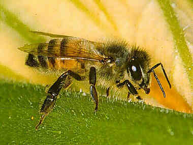 [abeille-profil.jpg]