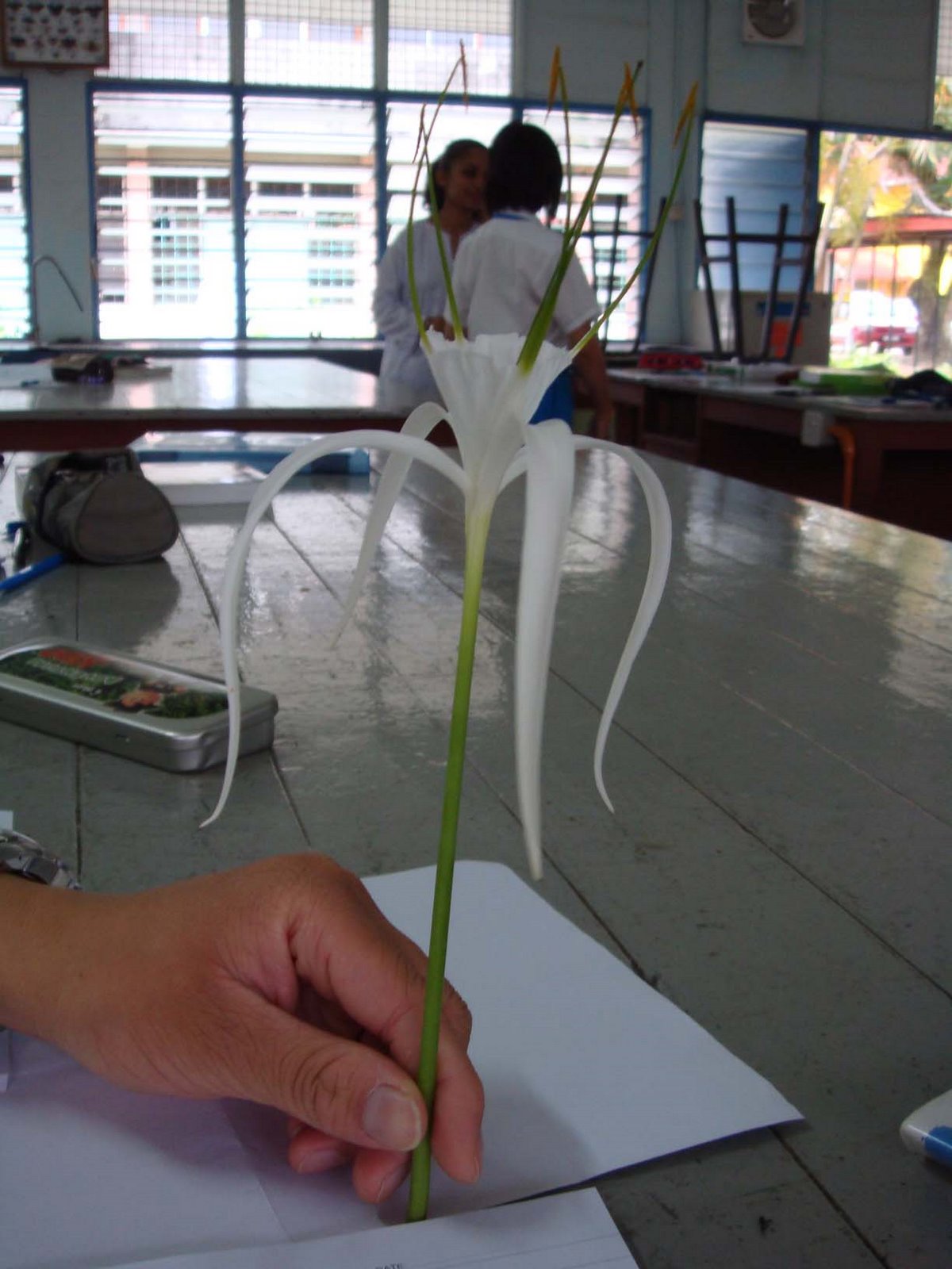 [This+is+a+spider+lily.....o+Datin+Kala+'s+Bio+lesson..my+favourite.jpg]