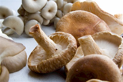 [mushrooms420.jpg]