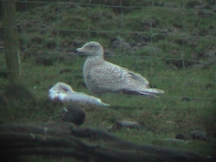 [Glauc-Withnell-041207-b.jpg]