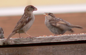 [Sparrow+Mealtime-2006.JPG]