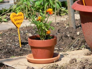 [garden+flowere-marigolds.JPG]