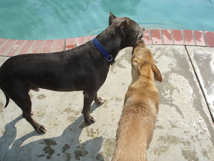 [dogs+as+pool+recon+team.jpg]