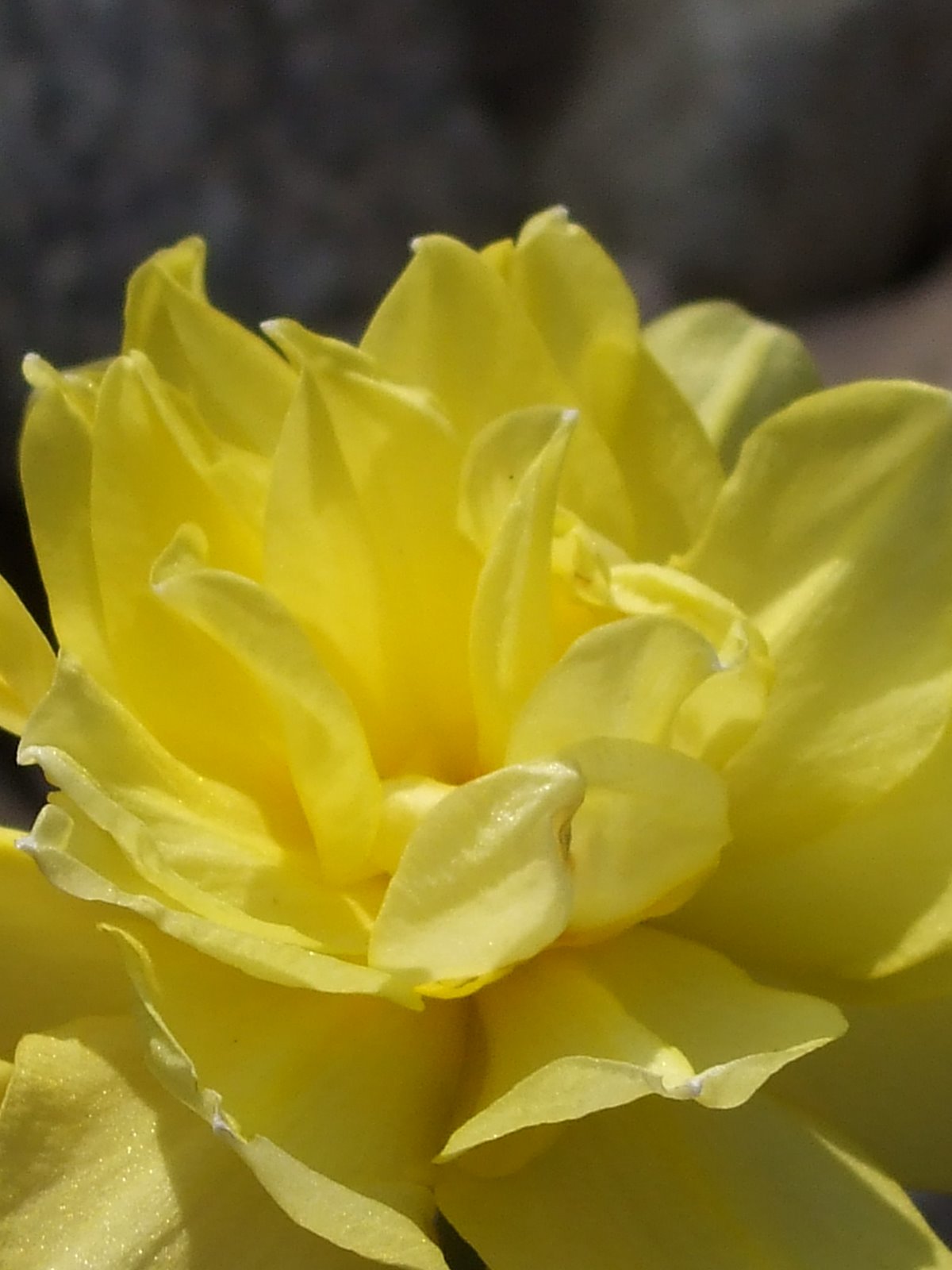 [Daffodil+6.JPG]