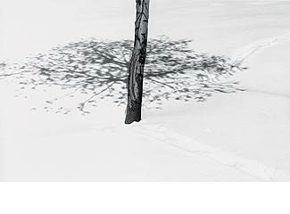 [Abbas+Kiarostami+-+arbre+ombre.jpg]