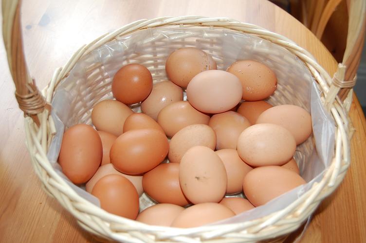 [eggbasket.JPG]