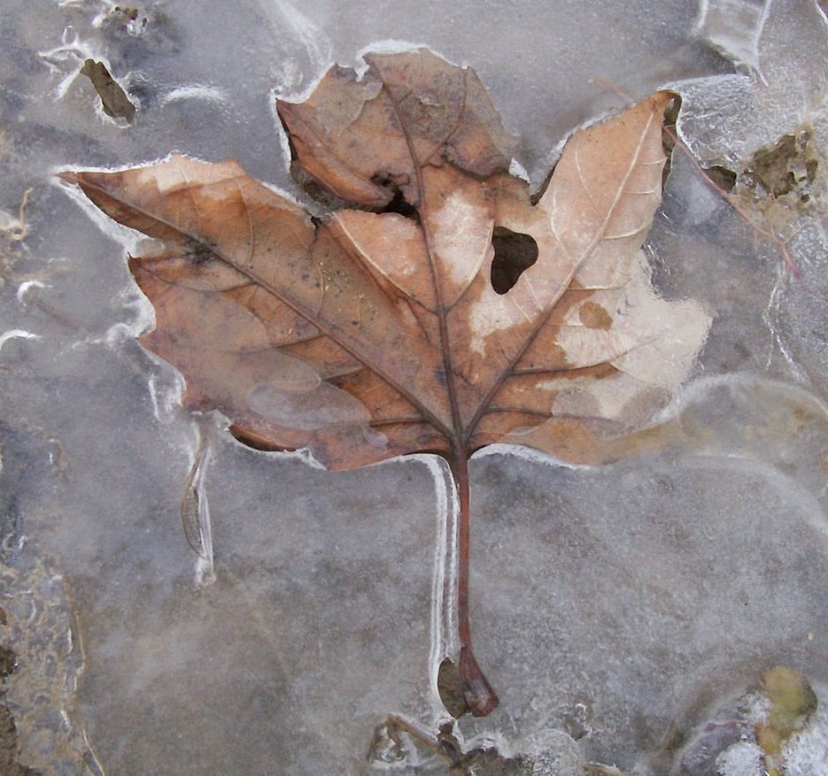 [leaf+ice.jpg]