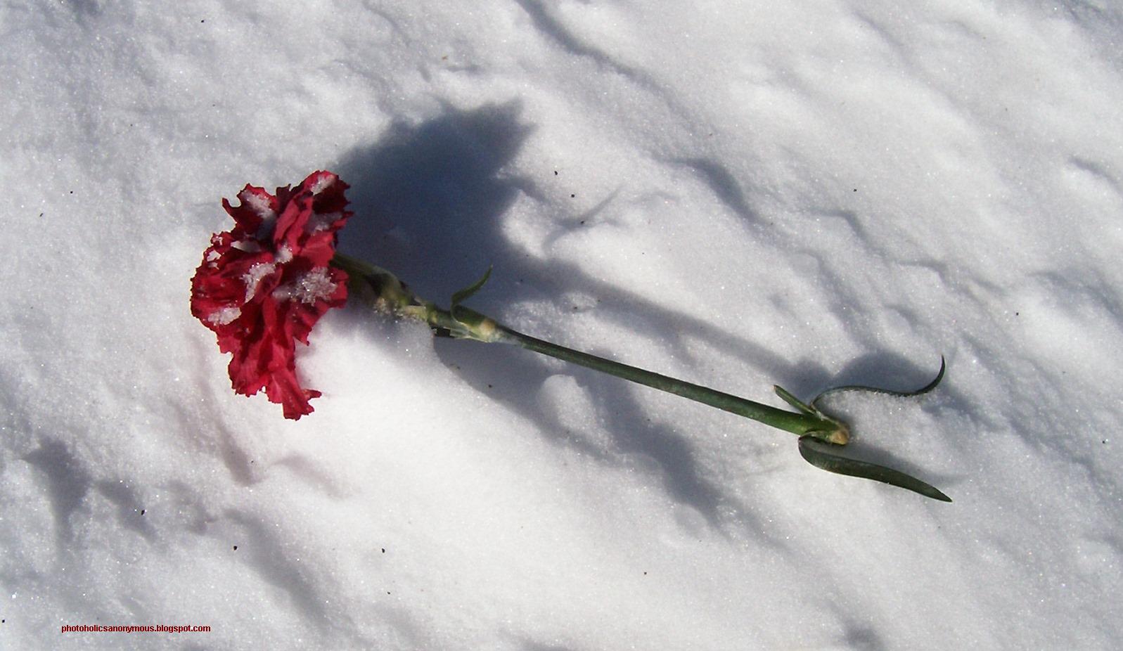 [Rose+In+Snow.jpg]