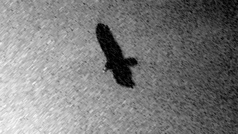 [single+soaring+bird+charcoal.jpg]