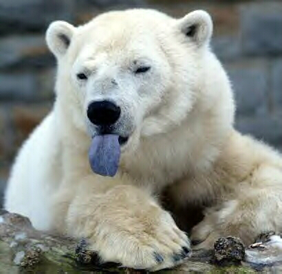[polar-bear-tongue.jpeg]