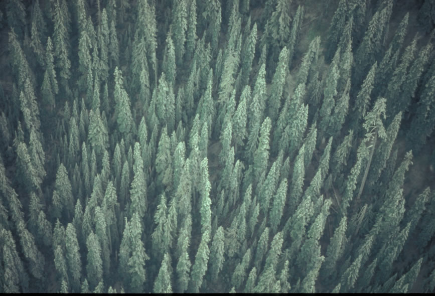 [tephra-fall_forest_aerial_tif.jpg]