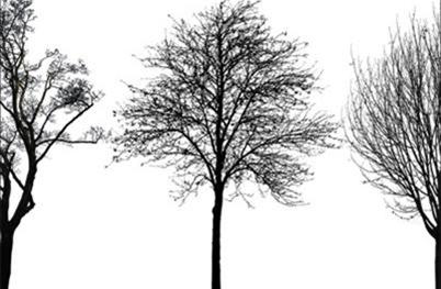 [TreeSilhouettes-A.jpg]