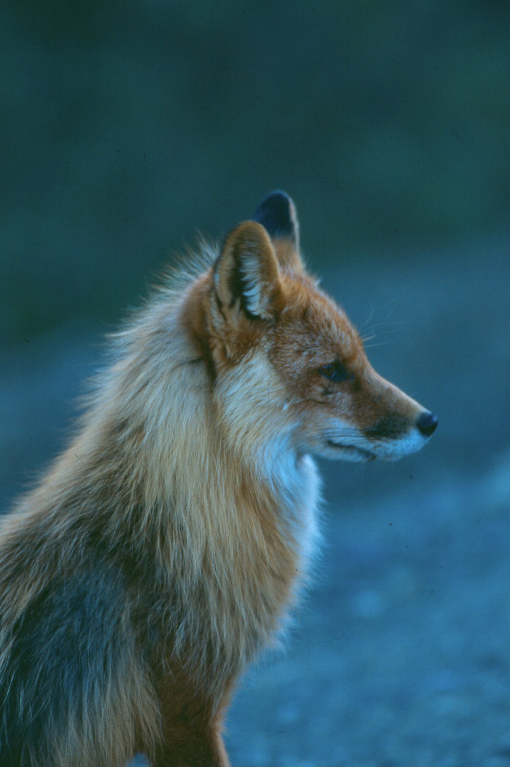 [fox.jpg]