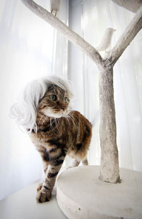 [kitty+wig.jpg]