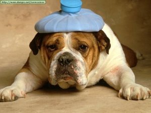 [bulldog-with-headache1.jpg]