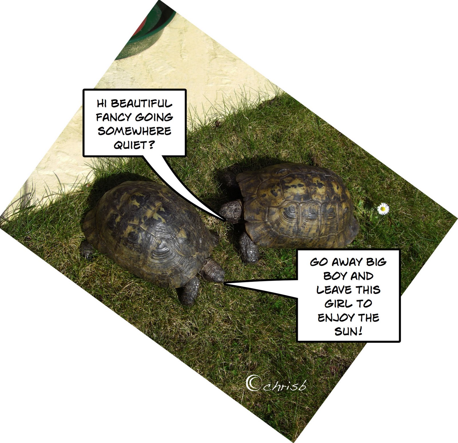 [comic-tortoise.jpg]
