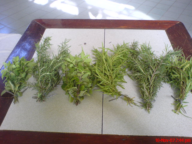 [herbs1.JPG]