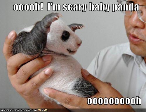[funny-pictures-scary-baby-panda.jpg]