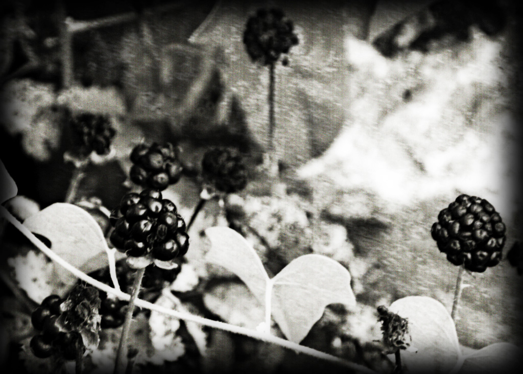 [vintageblackberries.jpg]