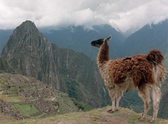 [llama_Machu_Picchu.jpg]