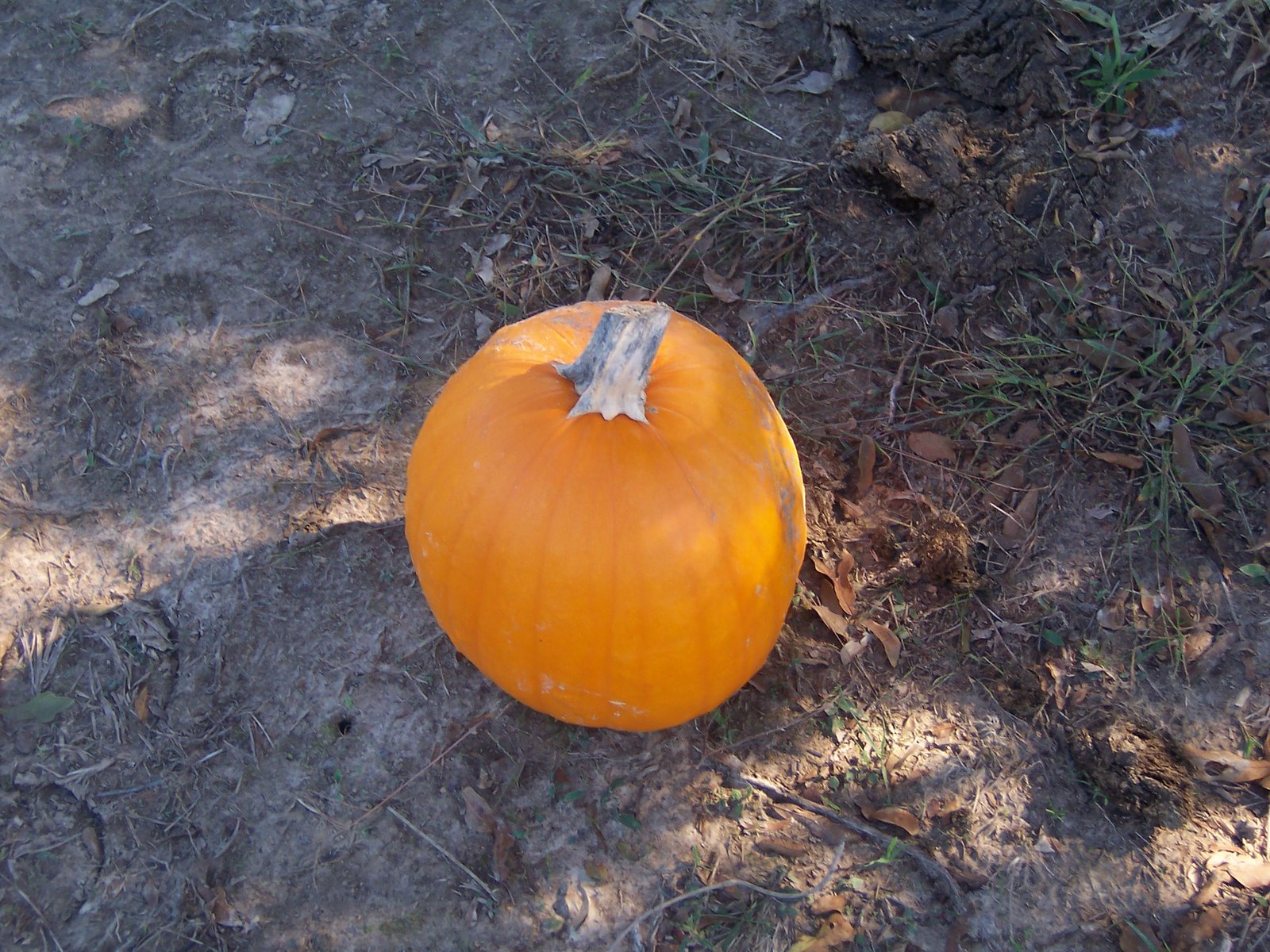 [pumpkin+patch+2007+028.jpg]