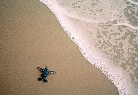 [leatherback-sea-turtle-baby.jpg]