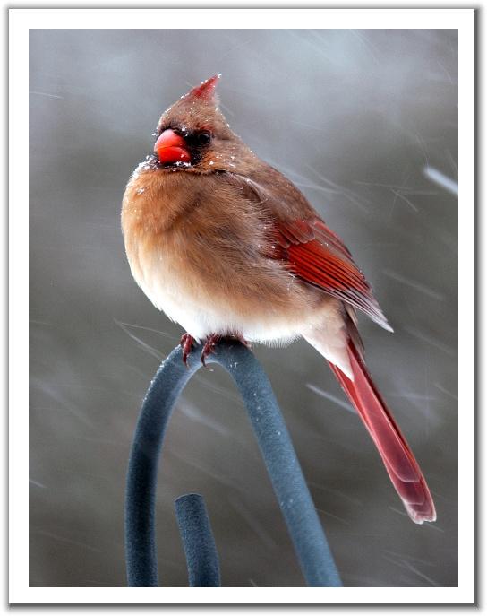 [Cardinal_in_Snowstorm.jpg]