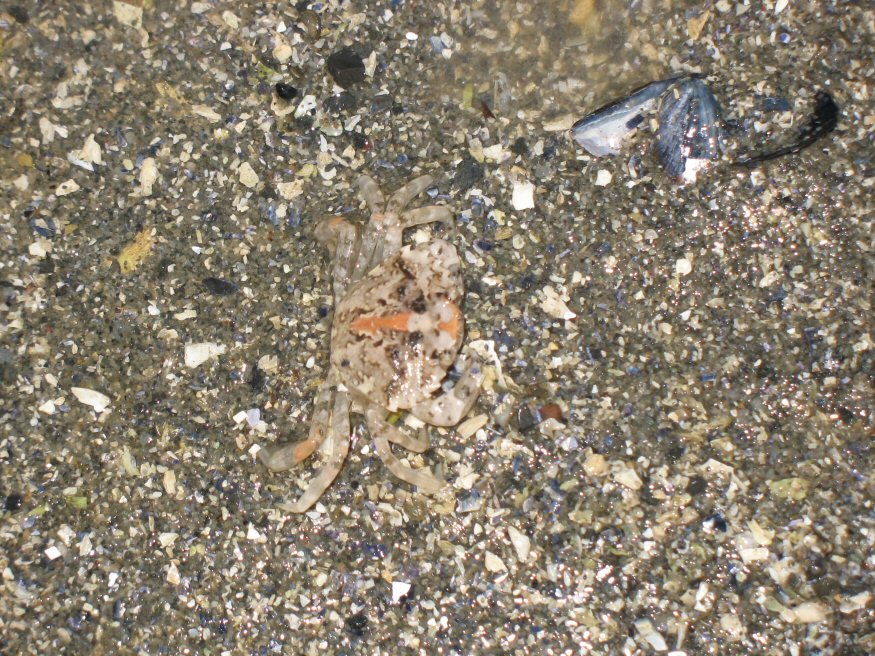[Crab.jpg]