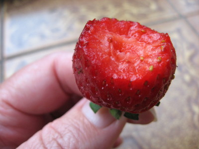 [strawberry_1.jpg]