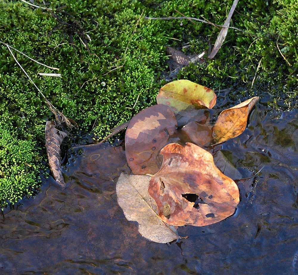 [Leaves+In+Creek_01.jpg]