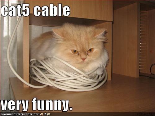 [cat5cablevery+LG.jpg]