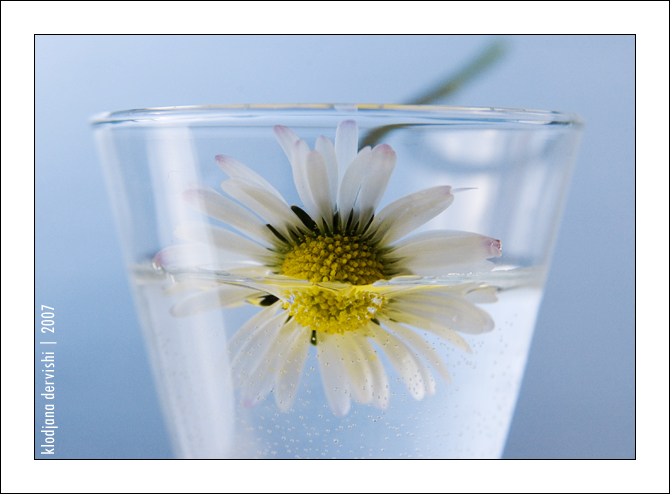 [_diving_daisy__by_Alizee103.jpg]