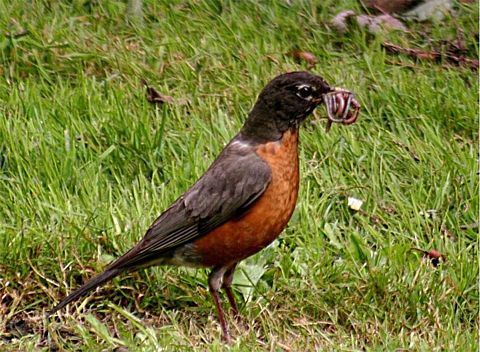 [tn_800px-Robin_with_worms.jpg]