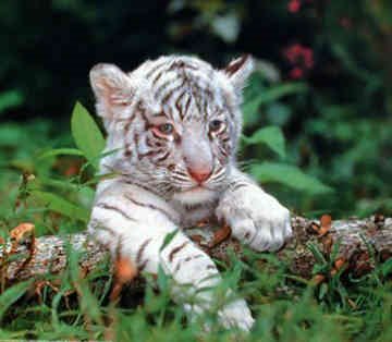 [white-tiger-0004.jpg]
