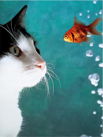 [lgaf402+cat-and-fish-by-vikki-hart-art-print.jpeg]